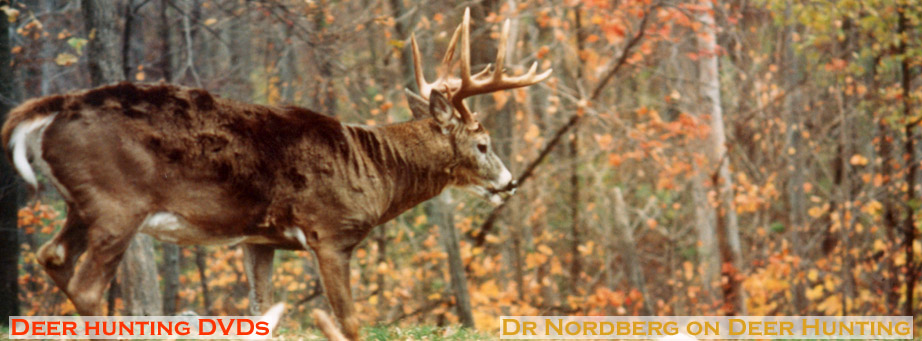 A classic photo of a big buck with all of the characteristics of a dominant breeding buck.