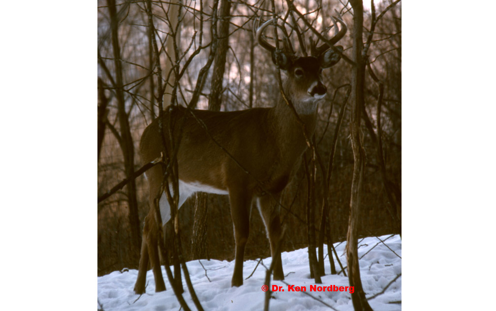 A trophy-class buck off-trail in moderate cover.