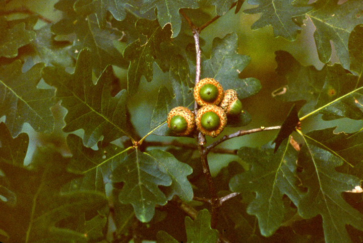 Acorns are a popular food for whitetails.