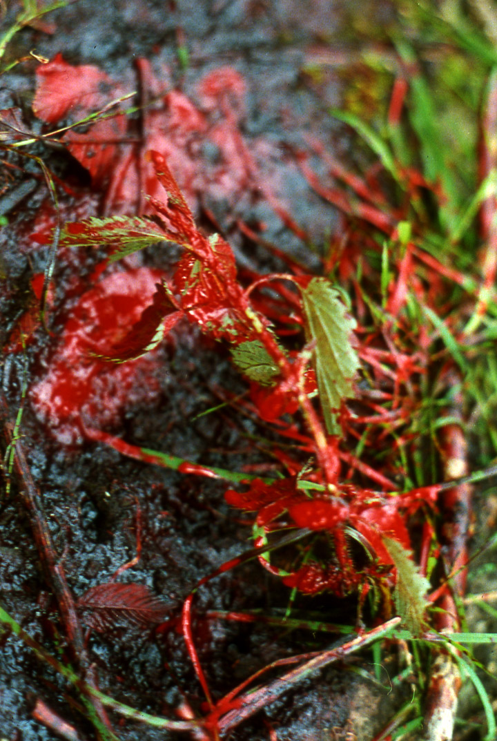 Close-up photo of blood and velvet fragments on green vegatation.