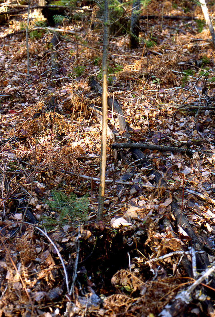 A small tree with bark removed, next to a small patch of ground that has been pawed at by a small buck.