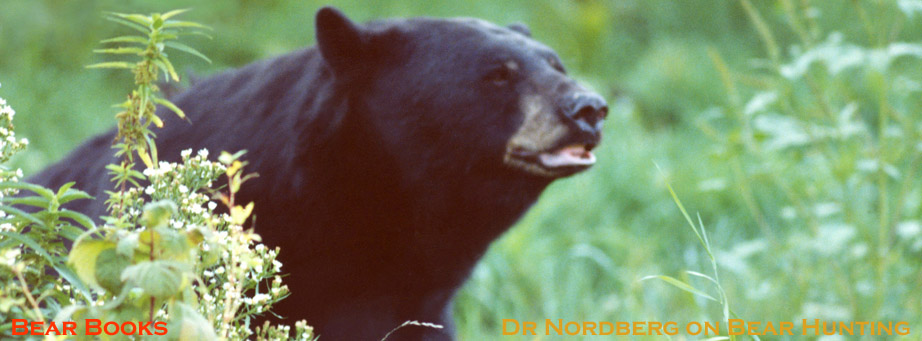 Photo of a big black bear.