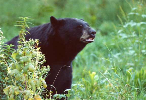 A very large black bear in cover with his nose in the air sniffing for scent.