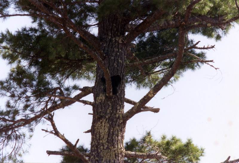 A black bear cub in a tree on Four Bear Hill