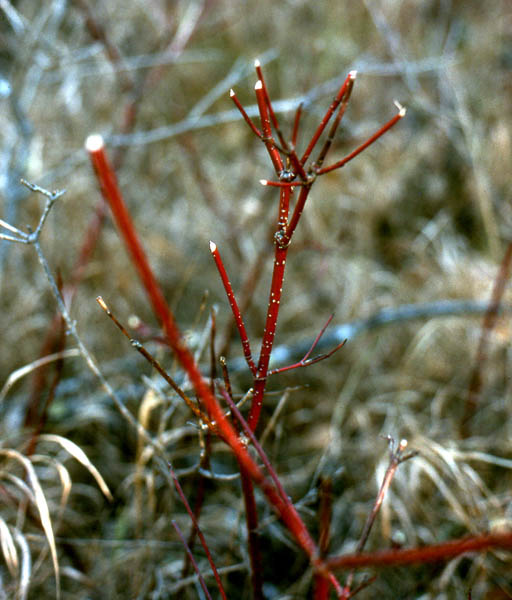 Red Osiers with signs of whitetail browsing. The tips of each branch are white because the whitetail deer have nibbled the tips off while browsing.