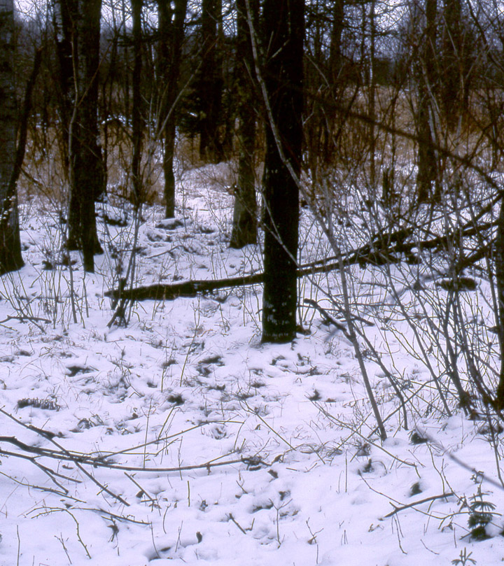 Deer trail through browse feeding area with fresh whitetail deer tracks.