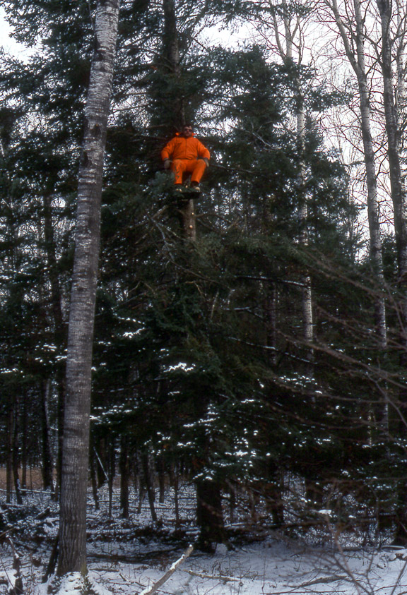 A hunter wearing blaze orange, sitting in a high tee stand 20 to 30 feet above the ground. Tests on whitetails' ability to smell were performed in a high tree stand like this one.