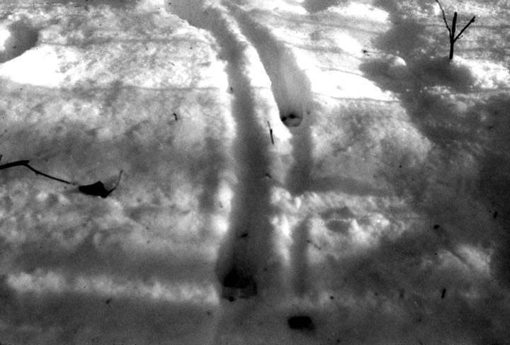 Railroad tracks of a buck trailing a doe-in-heat (a doe in estrus).