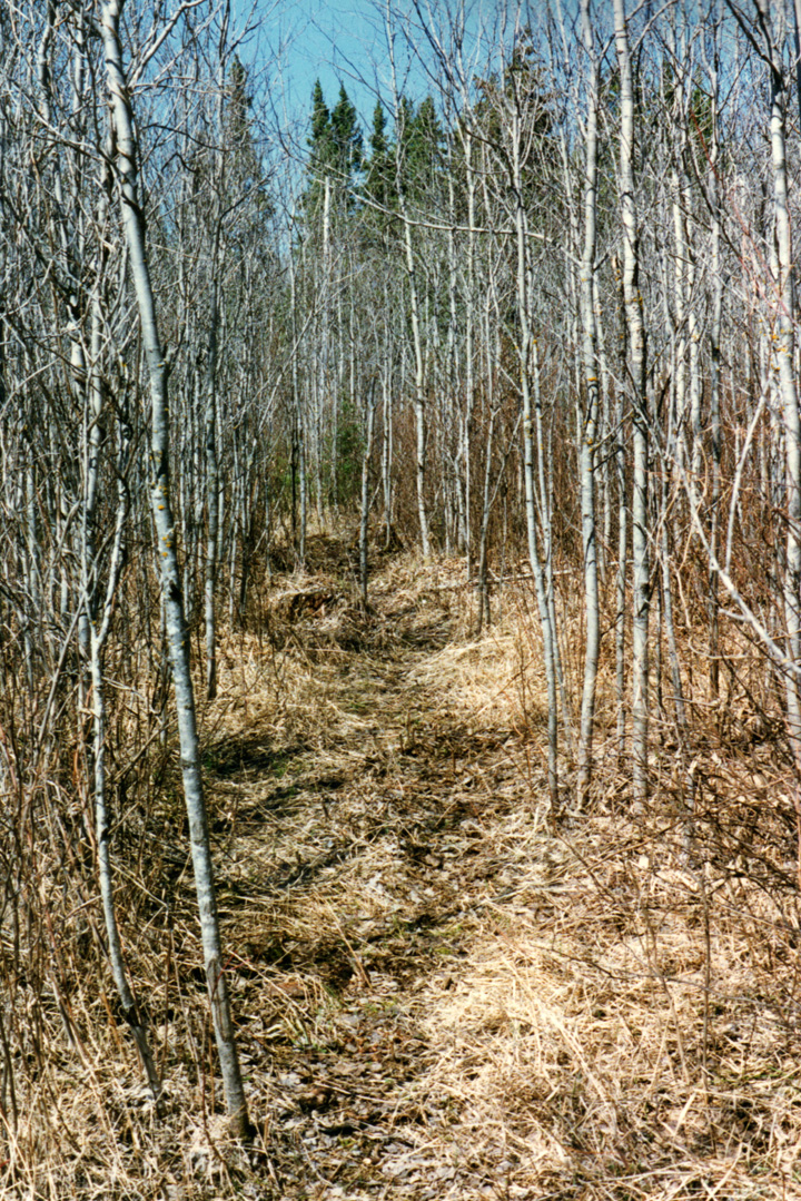 A well-maintained deer trail.