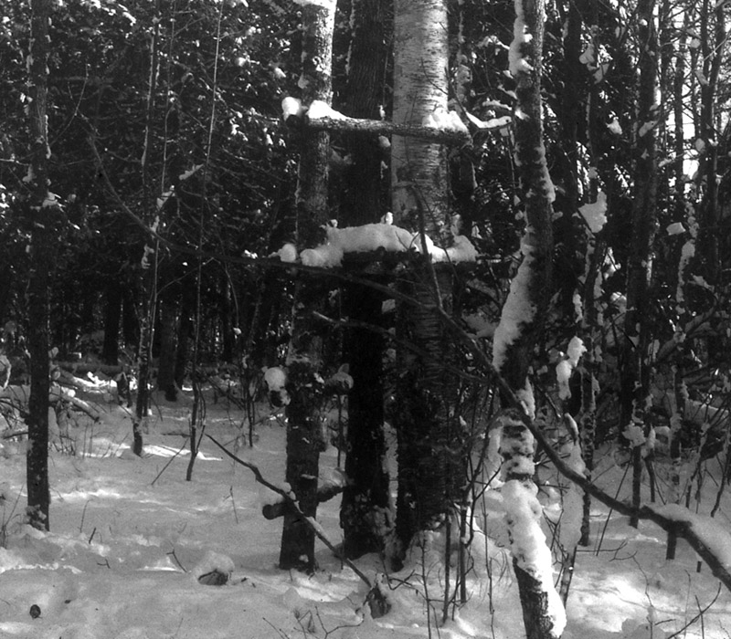 Black and white photo of an early platform treestand, about 6 feet off the ground, made between a trio of trees.